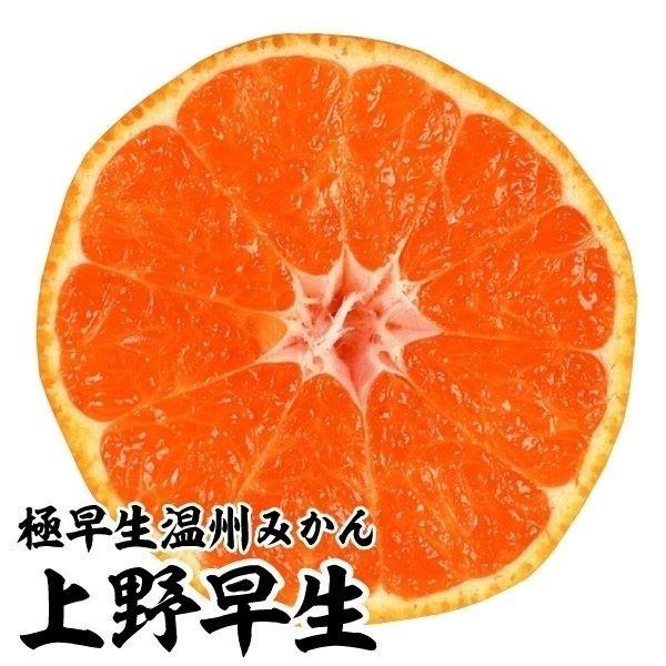 ●商品情報:栽培しやすい極早生温州みかん。糖度高めで、早く熟すのに味ボケしにくい。豊産性。●お届け状態:接木1年生根巻苗 ●分類:常緑樹 ●収穫期(約):9月下旬〜●生長後の樹高(約):2.5〜3m●日照:日なた●耐寒性:中●栽培適地:庭・...