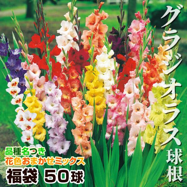 グラジオラス 球根 福袋 50球 (品種見計らい・名称付き) グラジオラスの花 春植え球根