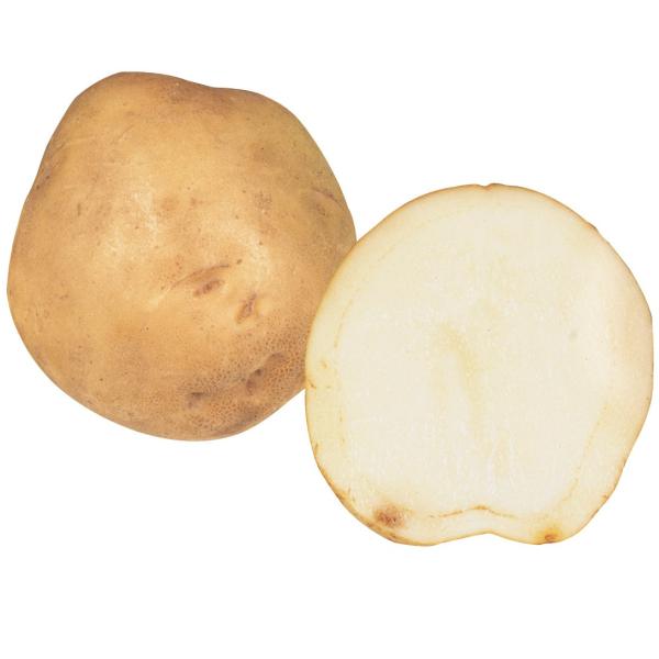 ●商品情報：『伯爵』の別名を持つ傑作品種。早生ながら多収で、ほくほくとした肉質がとっても美味！サラダやポテトチップなどに。<br />●お届け状態：種イモ●早晩性：早生●皮の色：白黄皮●身の色：白肉●肉質：やや粉質●日照：日なた...