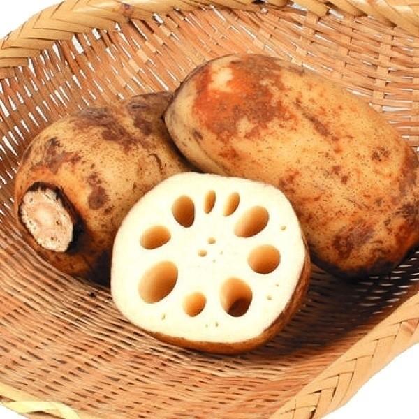 ●商品情報：筋が短くコロっとしていて、皮をむくと真っ白なレンコン。シャキシャキとした食感で煮崩れしにくい！様々な料理に使えます。●お届け状態：種レンコン●収穫期：9月〜翌年3月●花期：7〜8月●日照：日なた●栽培適地：池・水田