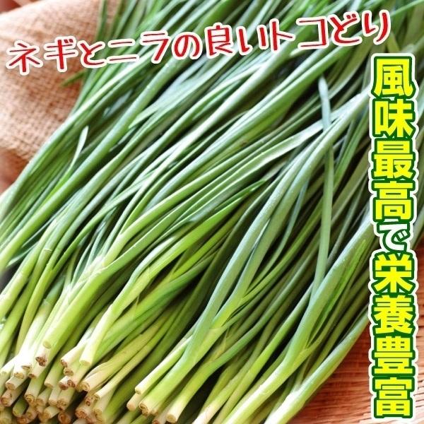ニラ 苗の人気商品 通販 価格比較 価格 Com