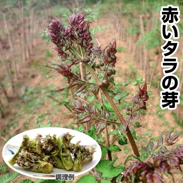 山菜苗 赤芽タラ 七島タラの木 1株 家庭菜園 自給自足 国華園 16 P3 168 花と緑 国華園 通販 Yahoo ショッピング