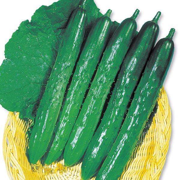 ●商品情報：果重約100ｇで高温期にも色つやが良い！　主枝、側枝共に節成性が強く、照りのある濃緑果が良くとれる。うどん粉病、ベと病耐病性があるので育てやすいのも嬉しい。●果長（約）：21〜22ｃｍ●お届け状態：種子●入り数の目安：1mlあた...