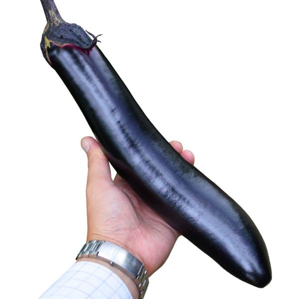 ●商品情報：長ナスの常識を越えた極上の美味！ 果実はツヤのある濃紫で、果肉は舌の上でとろけるほど柔らかく甘味に富み、食味最高です。側枝の発生が良く、たくさん実ります。火の通りが早いので、揚げ物・炒め物に最適！●果長（約）：35cm●お届け状...