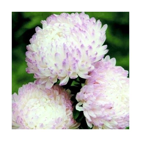 ●商品情報：可愛らしい色合い   ●分類：1年草   ●花期：8〜9月   ●草丈：70cm   ●備考・ご注意：※種子の粒数はおおよその目安を記載しております。実際の粒数とは多少差異がありますのでご了承下さい。また、粒の形状・大きさは、採...