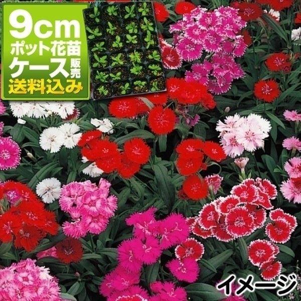 ナデシコ 苗の人気商品 通販 価格比較 価格 Com