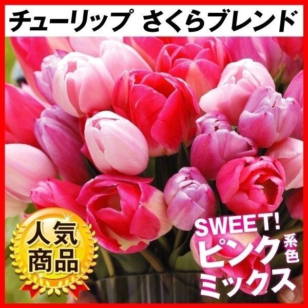 チューリップ 球根 さくらブレンド 無選別 30球 チュウリップ 花の球根 国華園 16n P0 017 花と緑 国華園 通販 Yahoo ショッピング