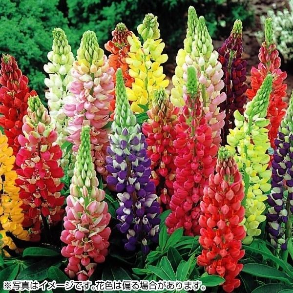 花苗 ラッセルルピナスミックス 無選別 16株 16n P2 093 花と緑 国華園 通販 Yahoo ショッピング