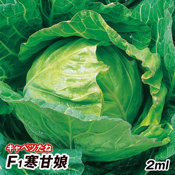キャベツ タネ F1寒甘娘 1袋 2ml 種 野菜たね Ytc14 16n P6 031 花と緑 国華園 通販 Yahoo ショッピング