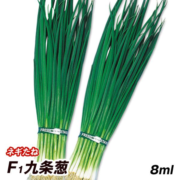 種 野菜たね ネギ F1九条葱 1袋（8ml） くじょう 葱 野菜の種 国華園