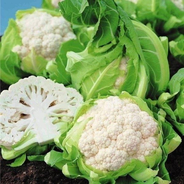 カリフラワー 種 野菜たね スノウボール 1袋 0 5ml 野菜のタネ 野菜 種子 カリフラワーの種 花野菜 タネ Ytc21 国華園 16n P6 063 花と緑 国華園 通販 Yahoo ショッピング