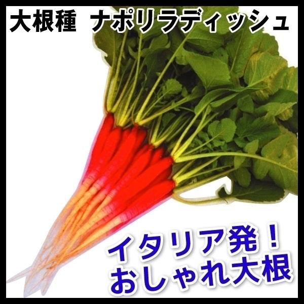 42円 【再入荷！】 大根 ダイコン タネ ヨーロッパ野菜 ビットリア 1袋 5ml 種 野菜たね