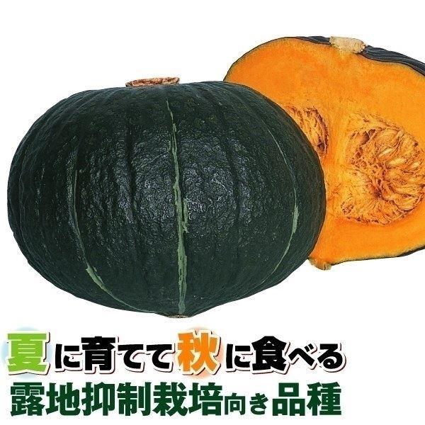 カボチャ かぼちゃ 南瓜 タネ 露地抑制栽培 F1かぼちゃ大福 1袋(5ml) 種 野菜たね 【YTC54】 :2016n-p6-071:花と緑 国華園 - 通販 - Yahoo!ショッピング カボチャ かぼちゃ 南瓜 タネ 露地抑制栽培 F1かぼちゃ大福 1袋(5ml) 種 野菜たね 【YTC54】 :2016n-p6-071:花と緑 国華園 - 通販 - Yahoo!ショッピング