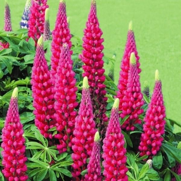 種 花たね ラッセルルピナス ローズ 1袋 400mg 16n P7 009 花と緑 国華園 通販 Yahoo ショッピング
