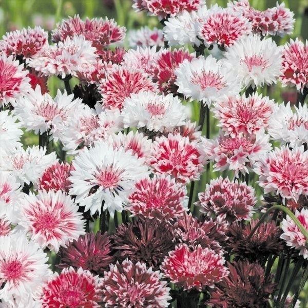 矢車草 種 ピンクミックス 1袋 500mg 矢車草の種 矢車草の花 ヤグルマソウ ヤグルマギク 矢車菊 花たね 花の種 種子 タネ 山野草 国華園 16n P7 011 花と緑 国華園 通販 Yahoo ショッピング