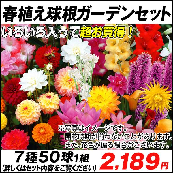 春植え球根ガーデンセット 7種50球 国華園 Buyee Buyee Japanese Proxy Service Buy From Japan Bot Online