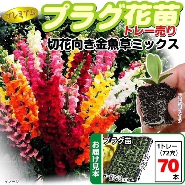 プラグ花苗 切花向き金魚草ミックス 花色無選別 70本入り1トレー 国華園 17 P2 0129 花と緑 国華園 通販 Yahoo ショッピング