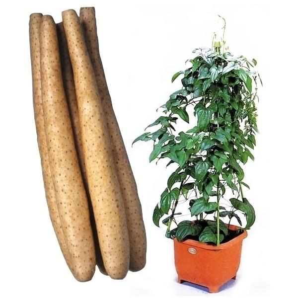 ●商品情報：長いもでありながら、長さ１５〜２０ｃｍという短さなので、プランターなどの鉢で栽培が可能な画期的品種!!いもは小型ですが、味は超一流!つるはグリーンカーテンとしても楽しめます。●お届け状態 ：種イモ（ムカゴ）●分類：つる性●日照：...