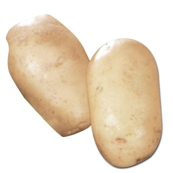 ●商品情報：大粒で食べ応え抜群!しっとりした肉質はカレーや肉じゃがに最適です。嬉しい豊産性で、ジャガイモシストセンチュウにも強い。●お届け状態 ：種イモ●日照：日なた●栽培適地：畑●備考：早生/淡黄皮/淡黄肉/粘質※「海外持出禁止（公示（農...