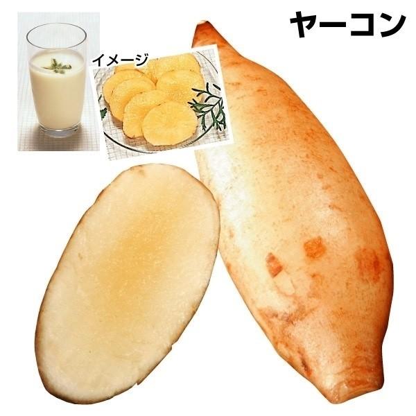 ●商品情報：貯蔵性抜群ヤーコン！イモの裂開が少なく腐りにくいので、旨く保存すればなんと翌夏までみずみずしいイモを楽しめます。●お届け状態 ：ポット苗●生長後の樹高・草丈：1.5ｍ●日照：日なた●収穫期：11〜12月●栽培適地：畑