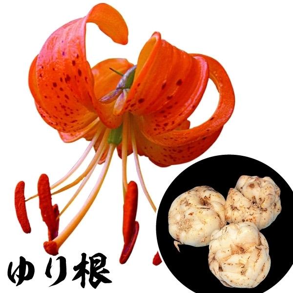山菜苗 ユリ根 クルマユリ 2球 百合根 家庭菜園 自給自足 国華園 17 P3 0279 花と緑 国華園 通販 Yahoo ショッピング