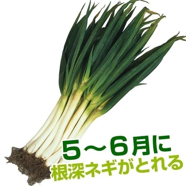 5〜6月頃根深ネギがとれる●商品情報：春どりネギが姿を消してから、夏どりネギが出回るまでの5〜6月に収穫できる「坊主不知ネギ」。抽苔しにくく栽培簡単です。※収穫は翌年からとなります。●お届け状態：素掘り苗●分類：多年草●日照：日なた●耐寒性...