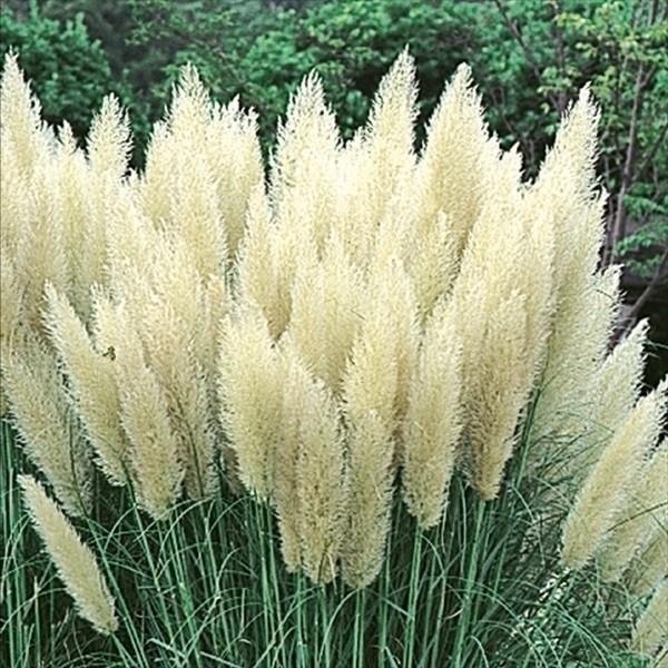 ●商品情報：長さ30〜60cmの花穂が和・洋どちらのアレンジでも大活躍するパンパスグラス!●お届け状態：10.5cmポット苗●分類：多年草●開花期：9〜10月●草丈：2〜3m●日照：日なた●耐寒性：強●栽培適地：庭・鉢・切花