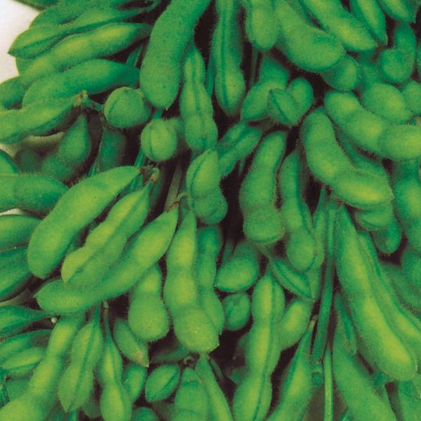 ●商品情報：強健で作りやすく豊産性！3粒莢率高く、食味も良好。●早晩生：極早生●お届け状態：種子●入り数の目安：30mlあたり約60〜90粒※品種により差があります。●発芽適温：25〜30℃※発芽させるには播種床を上記の温度にしてください。...