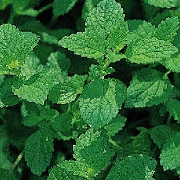 ●商品情報：レモンのような爽やかな香り！●お届け状態：種子●備考：播種や植え付け後の栽培条件、天候等によりその結果が異なることがありますが、弊社の責と考えられる結果不良の責めはお買い上げ代金の範囲内とさせていただきます。また、果重・糖度など...