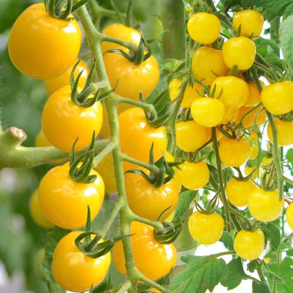 種 野菜たね トマト F1cfプチぷよイエロー 1袋 10粒 野菜のタネ 野菜 種子 ミニトマト 薄皮 Ytc137 国華園 17 P6 0090 花と緑 国華園 通販 Yahoo ショッピング