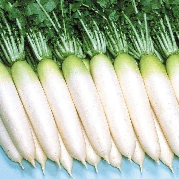 ●商品情報：桜の季節から秋まで、播種期間が長く作りやすい！ 軟腐病・萎黄病に強く、耐暑性も抜群。しかもトウ立ちしにくく、大根栽培でつまずくポイントを全て押さえた優秀品種です。味も素晴らしく、肉質は緻密で生食・煮食に最適!!円筒形に良く揃うの...