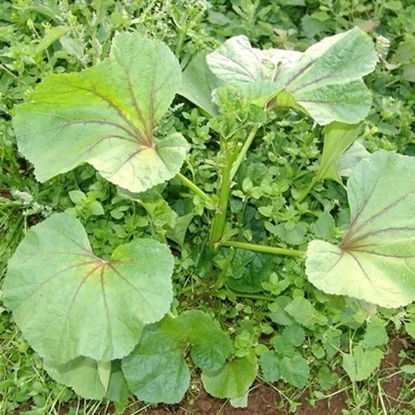 種 野菜たね 健康野菜 おかのり 1袋 4ml 野菜のタネ 野菜 種子 Ytc67 国華園 17 P6 0147 花と緑 国華園 通販 Yahoo ショッピング