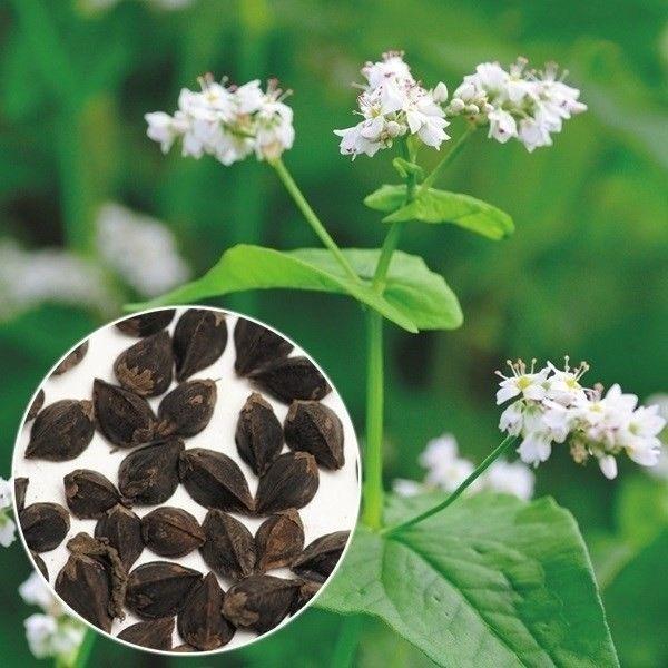 ●商品情報：西南暖地の春に播種して、初夏に収穫する春播き栽培に適した初めての育成品種です。そば粉の粘度がきわめて高く、味・香りもよい。※海外持出禁止品種(公示(農水省HP)参照）●お届け状態：種子●播種目安：・暖地・中間地：3月下旬〜4月中...