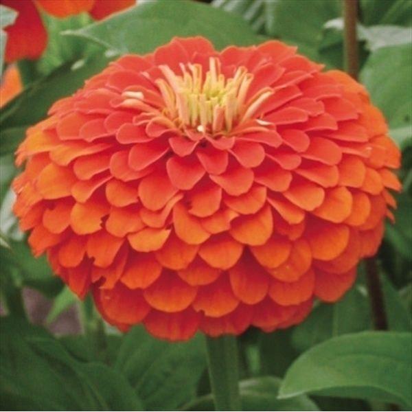 存在感抜群●商品情報：全国で栽培可能!栽培簡単で生育が早く、開花期間が長い。花持ち良く、庭植えでも、切花にしても十分に楽しめます。※栽培環境により一重咲きになる場合があります。●お届け状態：種●分類：1年草●花期：7〜10月●草丈：90cm...