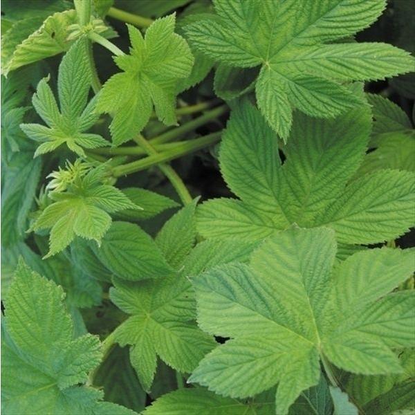 ●商品情報：グリーンカーテンに●実の観賞期 ：7〜9月●草丈：つる性●分類：多年草●備考：※種子の粒数はおおよその目安を記載しております。実際の粒数とは多少差異がありますのでご了承下さい。また、粒の形状・大きさは、採種地の気候など採種条件に...