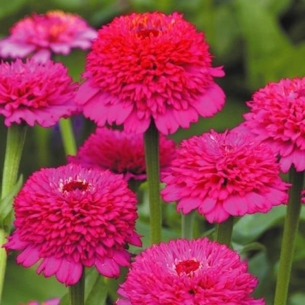 種 花たね 切花向き百日草 シンデレラ パープル 1袋 25粒 花のタネ 花 種子 タネ ヒャクニチソウ ジニア 花壇 夏花 ガーデニング ジニア エレガンス 国華園 17 P7 0123 花と緑 国華園 通販 Yahoo ショッピング