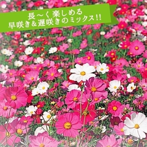 種 花たね コスモス スペシャルミックス 1袋 100g 花のタネ 花 種子 タネ アキザクラ 秋桜 国華園 17 P7 0150 花と緑 国華園 通販 Yahoo ショッピング