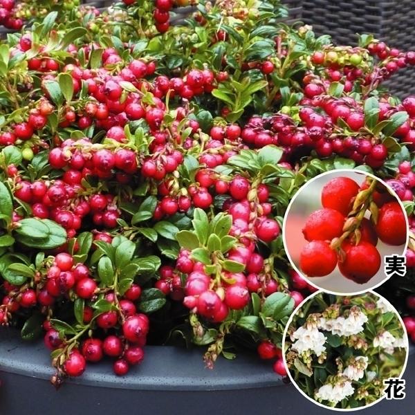 コケモモ 苗木 レッドキャンディｐ 1株 リンゴンベリー 苔桃 苗 コケモモの木 果樹苗 国華園 17 P8 0469 花と緑 国華園 通販 Yahoo ショッピング