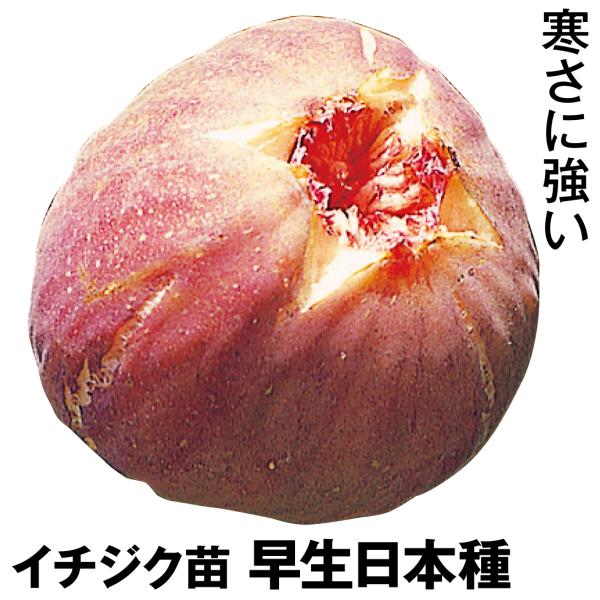 ●商品情報：寒さ・乾燥に強く、東北でも作ることができ、放任栽培OKのイチジク。ルビー色の果肉は極甘です。●お届け状態：挿木1年生根巻苗●分類：落葉樹●生長後の樹高(約)：2〜3m●実の収穫期(約)夏果：7月下旬秋果：8月下旬〜11月●耐寒性...