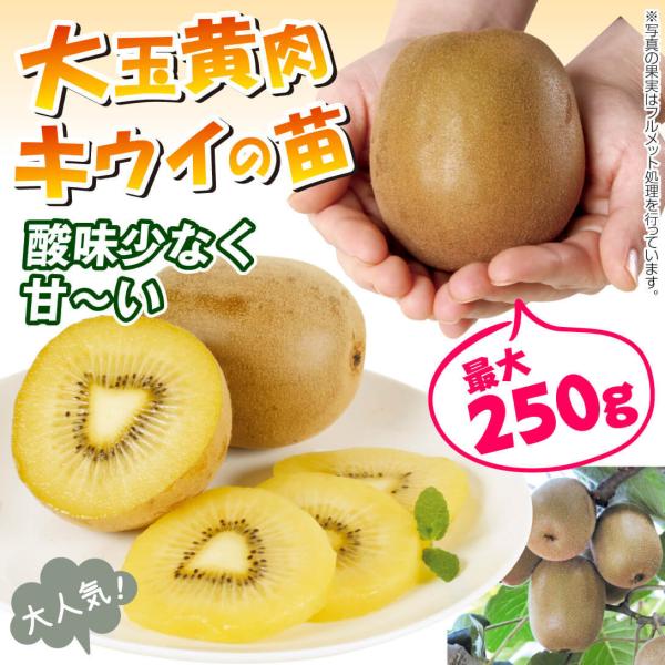 キウイ 苗 ジャンボイエロー3株 きうい ゴールデン ゴールド キウイの木 果樹苗 キューイ 低廉 苗木 国華園