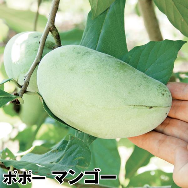 ポポー 苗木 マンゴー 1株 ポーポー 苗 ポポーの木 ポポーの苗 果樹苗 国華園 17 Pori 0973 花と緑 国華園 通販 Yahoo ショッピング