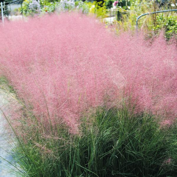 煙状穂が美しい商品情報スモーク状の穂をつけ、花材にすると華やかに彩ります。常緑です。お届け状態ポット苗分類多年草花期10〜12月草丈(約)90cm日照日なた耐寒性強栽培環境庭・鉢・切花