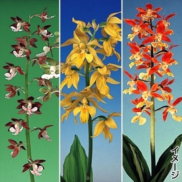 苗 エビネの人気商品 通販 価格比較 価格 Com