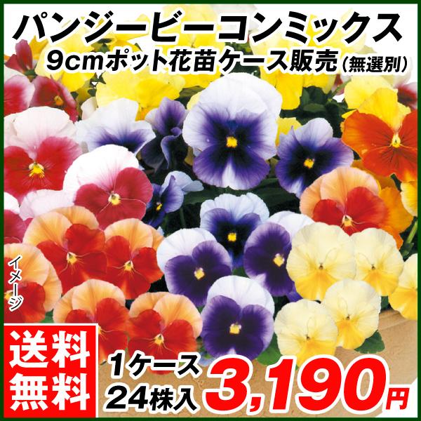 パンジー 苗の人気商品 通販 価格比較 価格 Com