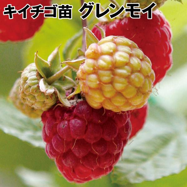 木苺 ラズベリー 植木 盆栽の人気商品 通販 価格比較 価格 Com