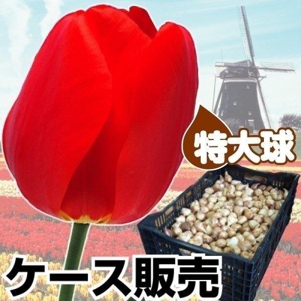 チューリップ 球根 特大球 赤花 ケース販売 600球 チュウリップ 花の球根 国華園 Www Iainlangsa Ac Id
