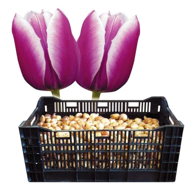 チューリップ 球根 特大球 紫白2色咲 ケース販売 600球 チュウリップ 花の球根 国華園 Antoniodomingo Es