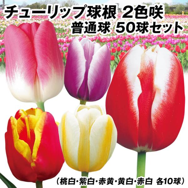 球根 チューリップの人気商品 通販 価格比較 価格 Com