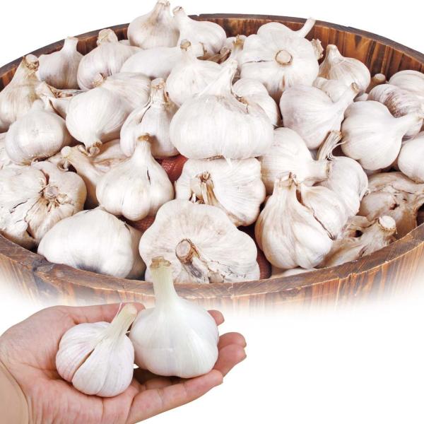 超お買い得価格のニンニクの種 ギガランキングｊｐ