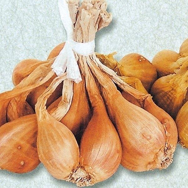 わけぎ 球根 種球 長崎紫大玉ワケギ 1kg 分葱 国華園 17n P3 0021 花と緑 国華園 通販 Yahoo ショッピング